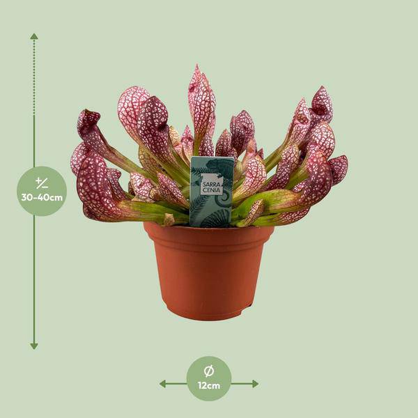 Schlauchpflanze – Sarracenia Scarlet Belle – fleischfressende Zimmerpflanze – Ø12cm – ca. 40cm hoch – exotische Karnivore für Innen & Balkon – Plant
