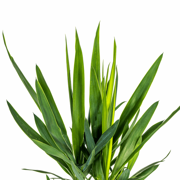 Yucca Elephantipes – Riesen – Palmlilie – Zimmerpflanze Ø19cm ↕70-90cm – Robust & pflegeleicht – Exotisch & dekorativ – Plant