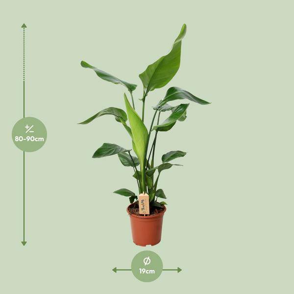 Baum – Strelitzie Strelitzia Nicolai Zimmerpflanze Ø19cm ↕90cm – tropische Grünpflanze für Wohnzimmer, Büro & helle Standorte kaufen – Plant
