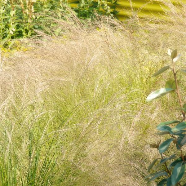 Federgras – Stipa tenuissima 'Pferdeschwänze' – ↕10-25cm – Ø9cm – Luftiges Ziergras – Sonne – Pflegeleicht – Blühend von Mai bis Septembe – Plant