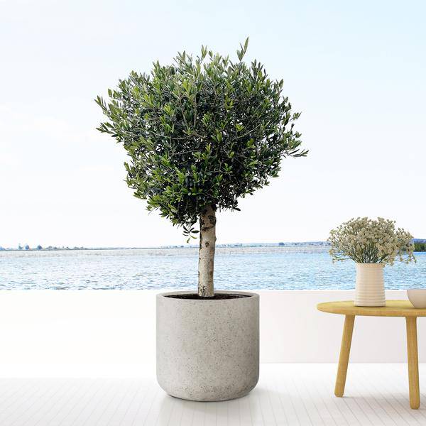 Topf Jumbo Charlie Beige Washed – XXS – D53cm x H52cm – Dekorativer Pflanztopf im Naturlook – Für große Zimmerpflanzen & Outdoor – Modern & rustikal – Plant