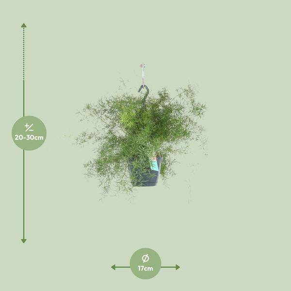 Spargel Sprengeri Hängend Zimmerpflanze Ø17cm ↕35cm – pflegeleichte Grünpflanze für Wohnzimmer, Büro & helle Standorte kaufen – Plant
