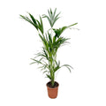 Kentia – Palme – Howea forsteriana – Zimmerpflanze – 160cm – Ø24cm – elegante Grünpflanze für Wohnzimmer, Büro & Wintergarten – pflegeleichte Palme – Plant