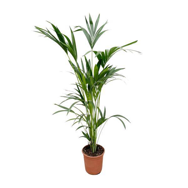 Kentia – Palme – Howea forsteriana – Zimmerpflanze – 160cm – Ø24cm – elegante Grünpflanze für Wohnzimmer, Büro & Wintergarten – pflegeleichte Palme – Plant