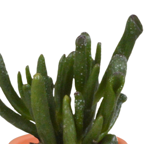 Sukkulenten & Kakteen Mix 15 Pflanzen Ø5,5cm – pflegeleichtes Pflanzen Set für Urban Jungle, Fensterbank, Wohnzimmer & Büro – Plant