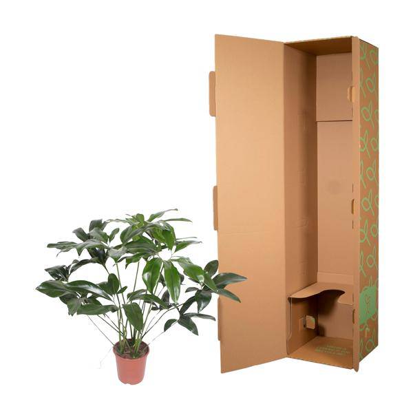 Baumfreund – Philodendron Green Wonder – Zimmerpflanze – 120cm – Ø27cm – tropische Kletterpflanze mit großen herzförmigen Blättern – Plant