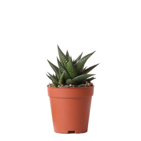 Sukkulente Haworthia Limifolia Zimmerpflanze Ø9cm – pflegeleichte Sukkulente für Wohnzimmer, Büro & helle Standorte kaufen – Plant