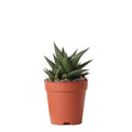 Sukkulente Haworthia Limifolia Zimmerpflanze Ø9cm – pflegeleichte Sukkulente für Wohnzimmer, Büro & helle Standorte kaufen – Plant