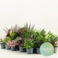 Grüner Mix Greens – 24 Zimmerpflanzen im Set – Ø8,5cm – Höhe ca. 10cm – kleine Grünpflanzen für Wohnung Büro Deko & Events – Plant