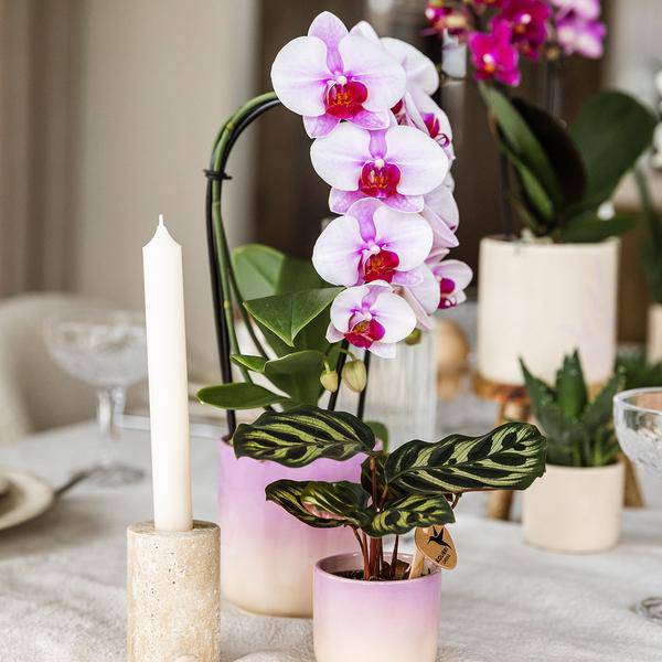 Gradience Übertopf Rosa – Ø9cm – Keramik – Blumentopf mit Farbverlauf – Glänzender Übertopf für Orchideen, Zimmerpflanzen & Sukkulenten – Plant