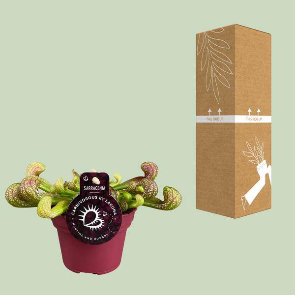 Papageien-Schlauchpflanze Sarracenia Psittacina – Zimmerpflanze – Ø12cm – ↕13cm – Exotische Fleischfressende Pflanze – Pflegeleicht & Halbschatten geeignet – Für Innenräume & kleine Gärten – Plant
