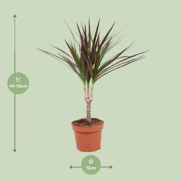 Drachenbaum Dracaena Magenta Zimmerpflanze Ø12cm ↕50cm – pflegeleichte Grünpflanze für Wohnzimmer, Büro & helle Standorte kaufen – Plant