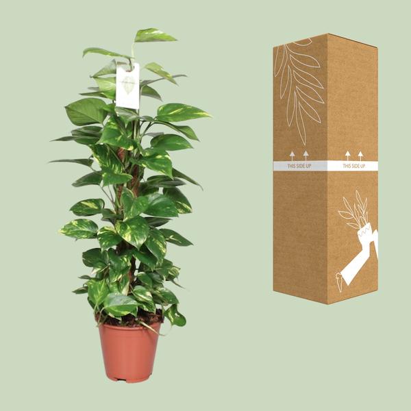 Efeutute Epipremnum Scindapsus Pinnatum – Goldene Efeutute am Moosstock – Ø19cm – ↕80cm – Luftreinigende Zimmerpflanze mit herzförmigen Blättern – Plant