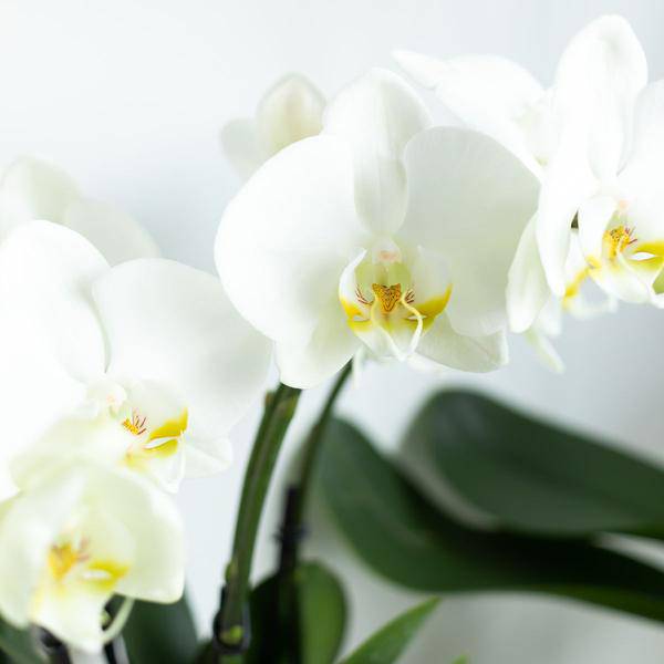Weiße Phalaenopsis Orchidee Juwel Gent – Blühende Zimmerpflanze – Ø12cm – Elegante weiße Blüten – Perfekt für Zuhause & Büro – Plant