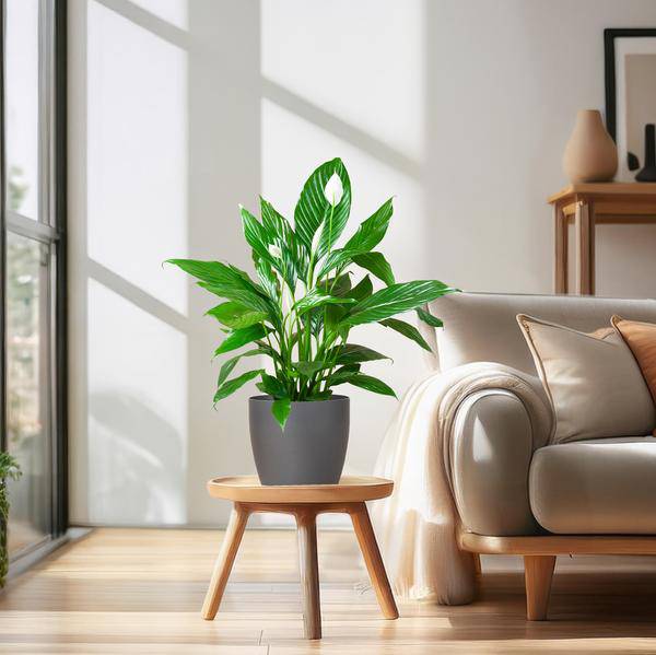 Spathiphyllum Sweet Lauretta – Scheidenblatt – Zimmerpflanze inkl. Übertopf – ↕80cm – Ø21cm – Friedenslilie mit eleganten weißen Blüten – Plant
