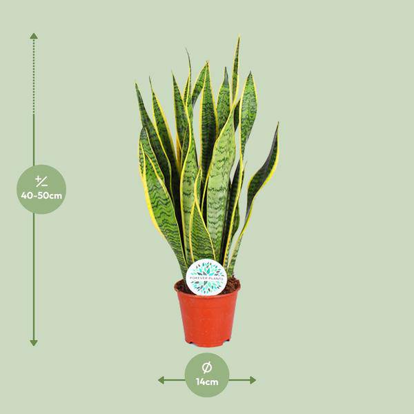 Bogenhanf – Sansevieria Trifasciata Laurentii – Zimmerpflanze – Ø14cm – ca. 50cm hoch – Luftreinigend & extrem pflegeleicht – Plant