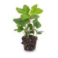 Hedera Helix – Gemeiner Efeu – Zimmerpflanze – Ø6cm – Terrarienpflanze – Kletterpflanze mit dichtem Blattwuchs – Pflegeleicht & Winterhart – Plant