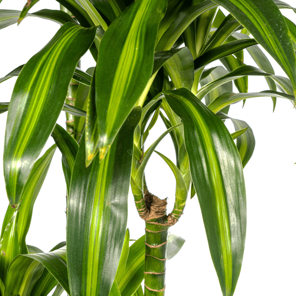 Drachenbaum Dracaena Deremensis Hawaiian Sunshine – Zimmerpflanze – Ø27cm – Höhe 180cm – Tropischer Look & pflegeleicht – Plant