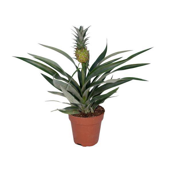Ananaspflanze – Bromelia Ananas – tropische Zimmerpflanze – Ø12cm – ca. 30cm hoch – pflegeleicht & dekorativ – Plant