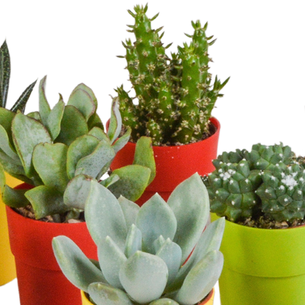 Sukkulenten & Kakteen Mix 15 Pflanzen Ø5,5cm – pflegeleichtes Pflanzen Set für Urban Jungle, Fensterbank, Wohnzimmer & Büro – Plant