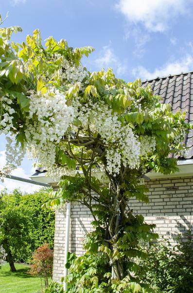 Weißer Blauregen Wisteria floribunda ‘Longissima Alba’ Gartenpflanze Ø15cm ↕65cm – winterharte Pflanze für Garten, Balkon, Terrasse, Kübel & Beet – Plant