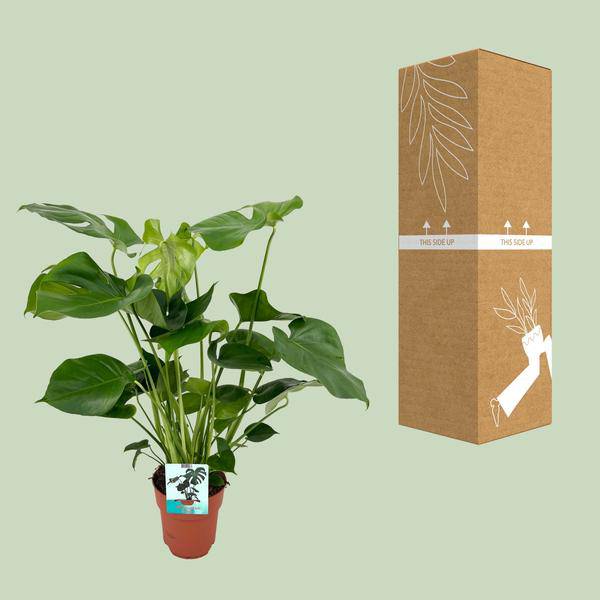 Monstera Deliciosa Köstliches Fensterblatt Zimmerpflanze Ø19cm ↕60cm – pflegeleichte Grünpflanze für Wohnzimmer, Büro & helle Standorte kaufen – Plant