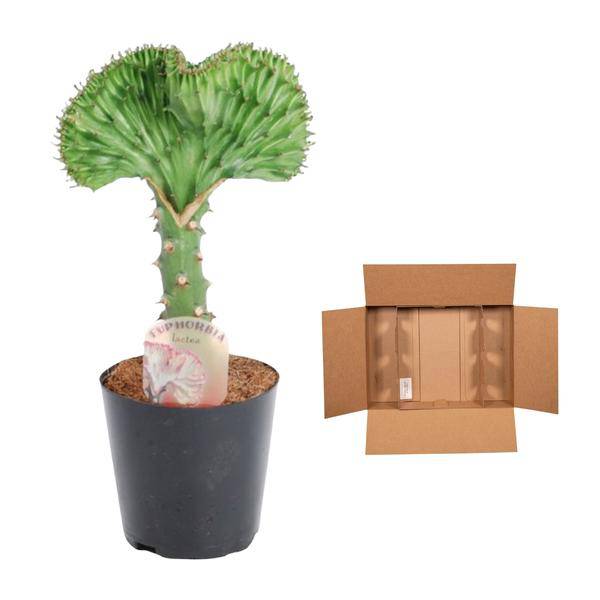 Euphorbia lactea Cristata Grün – Korallen – Wolfsmilch – Zimmerpflanze – Höhe ca. 35cm – Ø12cm – Exotische Sukkulente in Korallenform – Plant