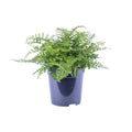 Nestfarn Asplenium Parvati Zimmerpflanze Ø21cm ↕40cm – pflegeleichte Grünpflanze für Wohnzimmer, Büro & helle Standorte kaufen – Plant