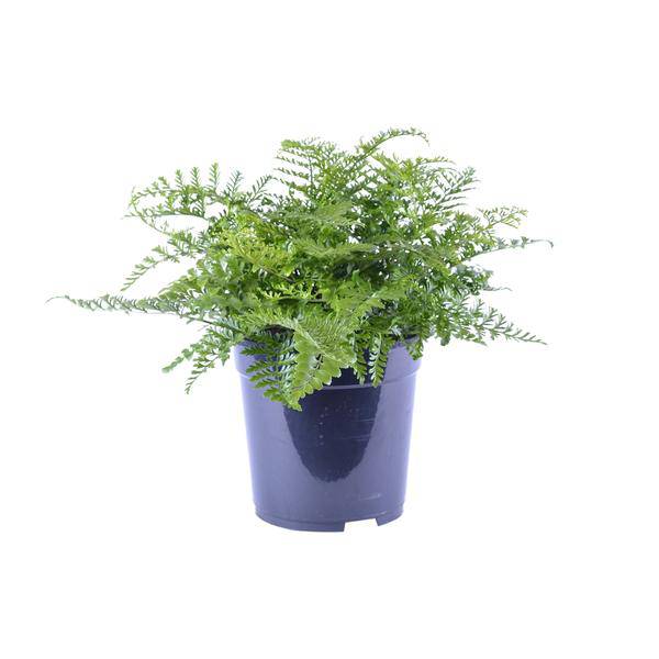 Nestfarn Asplenium Parvati Zimmerpflanze Ø21cm ↕40cm – pflegeleichte Grünpflanze für Wohnzimmer, Büro & helle Standorte kaufen – Plant