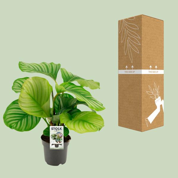 Blumentopf Korb Ø14cm ↕45cm – moderner Pflanztopf für Zimmerpflanzen, Sukkulenten, Kakteen & Kräuter – Plant