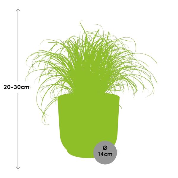 Wechselblättriges Zyperngras Cyperus Alternifolius Zumula Zimmerpflanze Ø14cm – pflegeleichte Grünpflanze für Wohnzimmer, Büro & helle Standorte – Plant