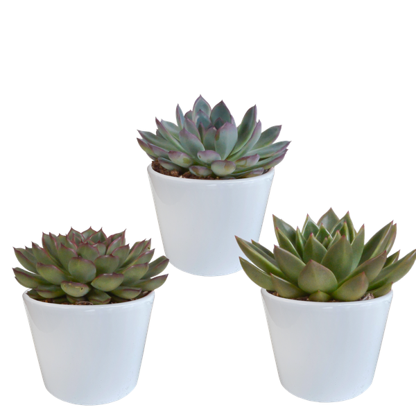 Echeveria Mix – Steinrose 3 Pflanzen – Ø10,5cm Zimmerpflanzen im weißen Topf – Verschiedene Sukkulenten – Plant