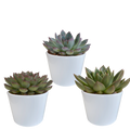 Echeveria Mix – Steinrose 3 Pflanzen – Ø10,5cm Zimmerpflanzen im weißen Topf – Verschiedene Sukkulenten – Plant