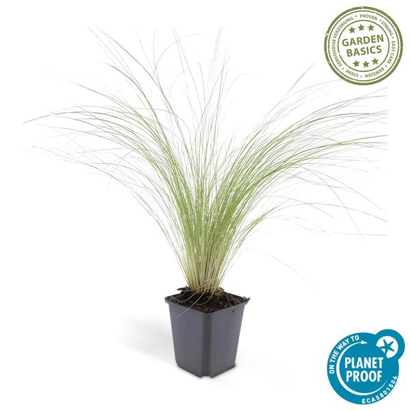 Federgras – Stipa tenuissima 'Pferdeschwänze' – ↕10-25cm – Ø9cm – Luftiges Ziergras – Sonne – Pflegeleicht – Blühend von Mai bis Septembe – Plant