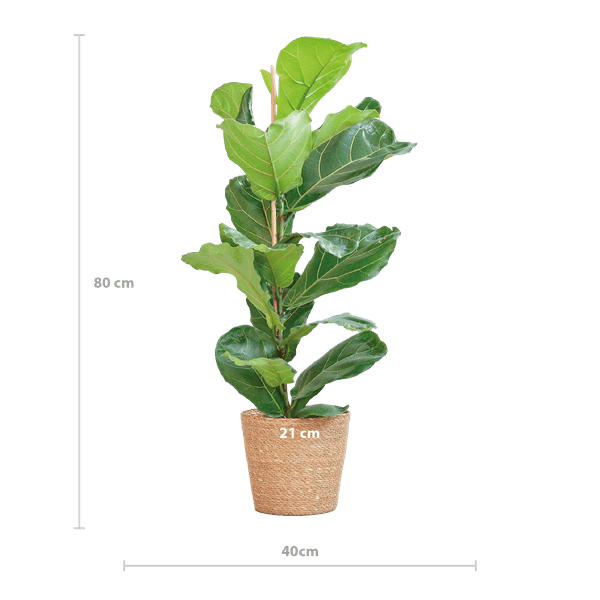 Ficus Lyrata – Geigen – Feige Zimmerpflanze – ca. 80cm hoch – Ø21cm – große dekorative Blätter – inkl. Seegras Korb Sofia Natur – Plant