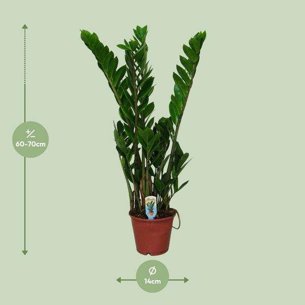 Glücksfeder Zamioculcas zamiifolia Zimmerpflanze Ø14cm ↕50cm – pflegeleichte Grünpflanze für Wohnzimmer, Büro & helle Standorte kaufen – Plant