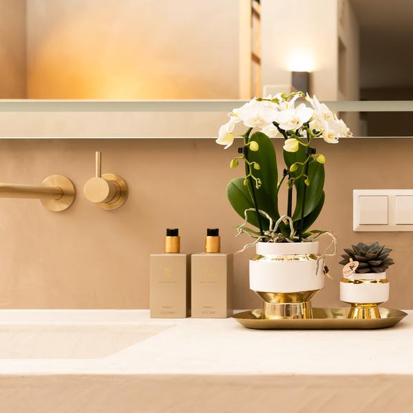 Le Chic Blumentopf Zimmerpflanze Ø6cm – blühende Orchidee für Wohnzimmer, Büro & helle Standorte kaufen – Plant