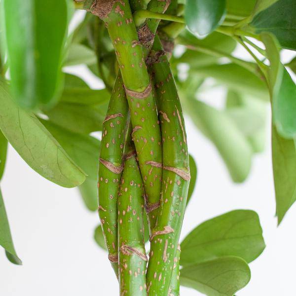 Schefflera Arboricola Nora – Birkenfeige – Zimmerpflanze inkl. Übertopf – ↕70cm – Ø21cm – Handförmige Blätter – Pflegeleicht & dekorativ – Plant