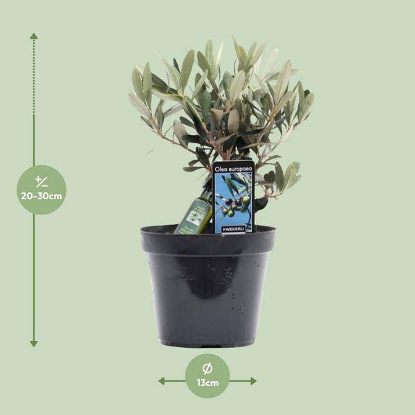 Olivenbaum – Olea europaea – ca. 25cm hoch – Ø13cm – Mediterrane Zimmerpflanze mit Flasche – Pflegeleicht & luftreinigend für Zuhause & Büro – Plant