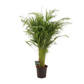 Goldfruchtpalme Dypsis lutescens Zimmerpflanze Ø21cm ↕110cm – tropische Grünpflanze für Wohnzimmer, Büro & helle Standorte kaufen – Plant