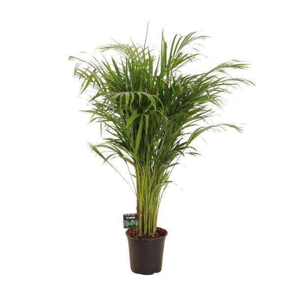 Goldfruchtpalme Dypsis lutescens Zimmerpflanze Ø21cm ↕110cm – tropische Grünpflanze für Wohnzimmer, Büro & helle Standorte kaufen – Plant