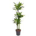 Drachenbaum Zimmerpflanze Ø24cm ↕160cm – pflegeleichte Grünpflanze für Wohnzimmer, Büro & helle Standorte kaufen – Plant