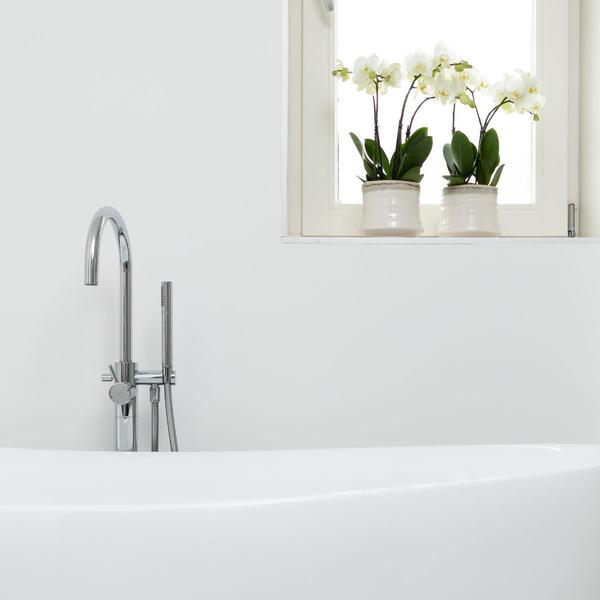 Weiße Phalaenopsis Orchidee Juwel Gent – Blühende Zimmerpflanze – Ø12cm – Elegante weiße Blüten – Perfekt für Zuhause & Büro – Plant