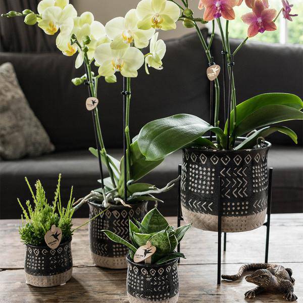 Pflanzenständer Metall Schwarz – Ø12cm – Höhenverstellbarer Pflanzenfuß 18,5cm – Deko – Halter für Zimmerpflanzen – Stilvolle Pflanzen – Erhöhung – Plant