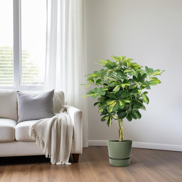 Strahlenaralie Schefflera Arboricola Zimmerpflanze Ø19cm ↕75cm – pflegeleichte Grünpflanze für Wohnzimmer, Büro & helle Standorte kaufen – Plant