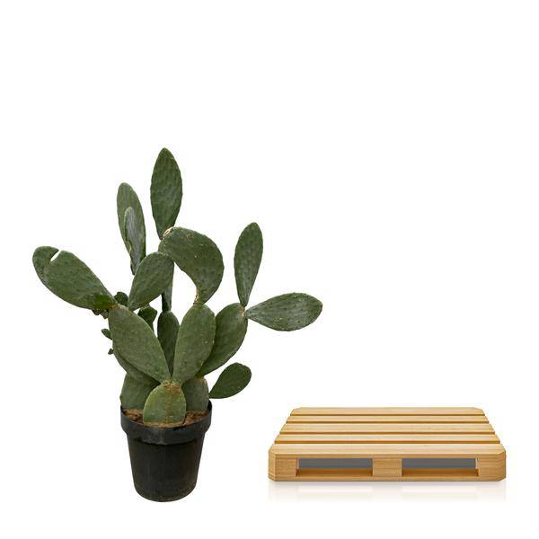 Opuntia Ficus Indica – Feigenkaktus – Große Zimmer – & Gartenpflanze – ↕140cm – Ø50cm – Pflegeleichter Kaktus mit gelben Blüten – Plant