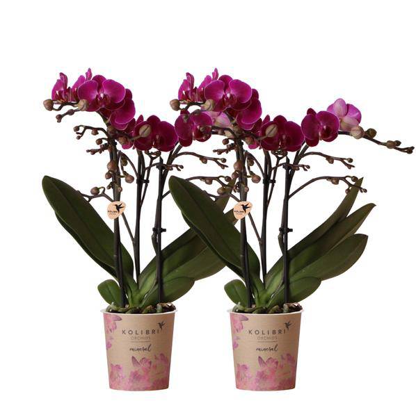 Phalaenopsis Orchideen Zimmerpflanze Ø9cm – blühende Orchidee für Wohnzimmer, Büro & helle Standorte kaufen – Plant