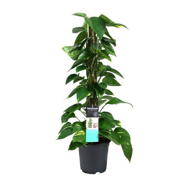Efeutute Scindapsus Epipremnum – Ø19cm – ↕80cm – Pflegeleichte Rankpflanze & luftreinigende Zimmerpflanze – Plant