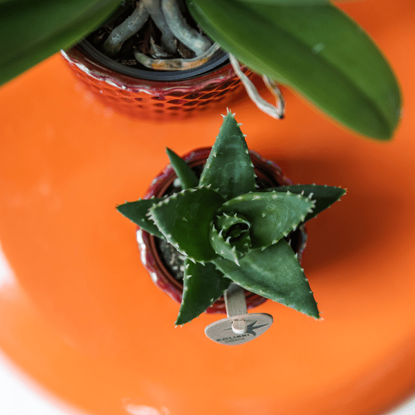 Sukkulente Aloe Brevifolia Zimmerpflanze Ø6cm – pflegeleichte Sukkulente für Wohnzimmer, Büro & helle Standorte kaufen – Plant
