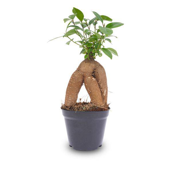 Chinesische Feige – Ficus microcarpa Ginseng – Ø9cm – Bonsai – Zimmerpflanze – Dekorativer Kleinbaum für Zuhause & Büro – Plant